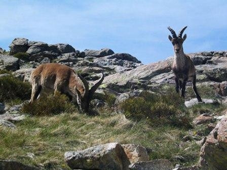 Dê rừng vùng núi Pyrenees bị tuyệt chủng từ năm 2000.