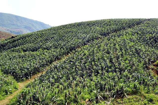 Bạt ngàn dứa ở Bản Lầu (huyện Mường Khương, tỉnh Lào Cai).