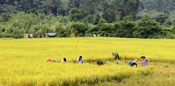 Bản Rục vào mùa lúa mới.