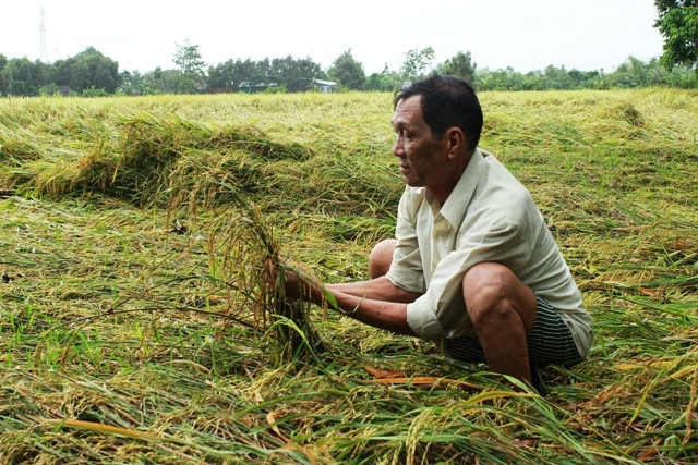 Lúa đổ ngã vì mưa dầm.