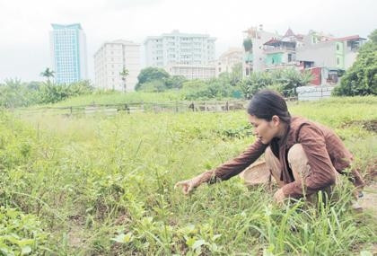 Người dân thu hoạch những vạt rau cuối cùng ở mảnh đất bên cạnh chùa Láng.