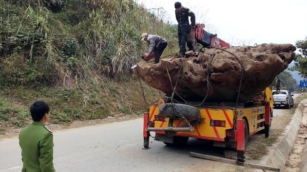 Ngày 24-2, với sự chứng kiến của cơ quan chức năng, Chi cục Kiểm lâm lấy mẫu gốc cây đi giám định.