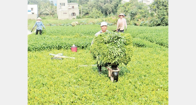 Nông dân trồng rau muống vùng ngoại thành phấn khởi vì được hỗ trợ sản xuất theo tiêu chuẩn VietGap.