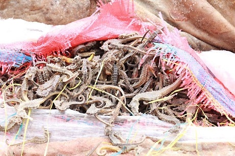 Hàng lậu cá ngựa khô.