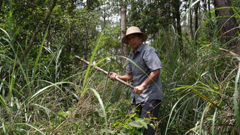 Ông Lý Văn Tư (thôn Bản Rỵ, xã Hữu Khánh, huyện Lộc Bình) chăm sóc rừng thông.