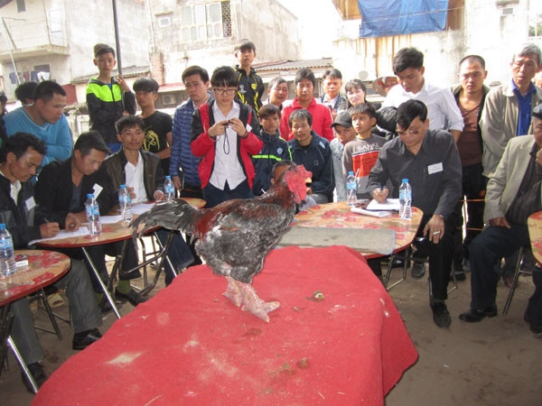 Hưng Yên tổ chức hội thi gà Đông Tảo