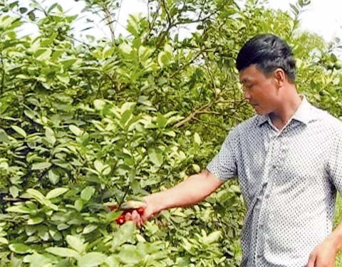 Anh Lê Ðình Tiếp chăm sóc vườn cam.