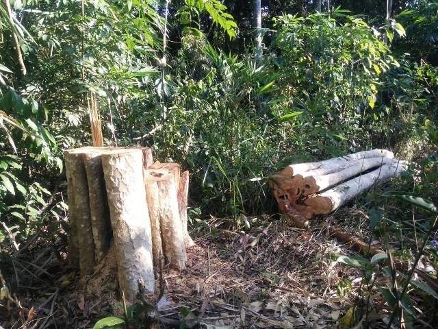 Do buông lỏng quản lý, nhiều diện tích bị tàn phá nghiêm trọng tại huyện Tuy Đức, tỉnh Đác Nông. (Ảnh: NGUYỄN CÔNG LÝ - VĂN YÊN)