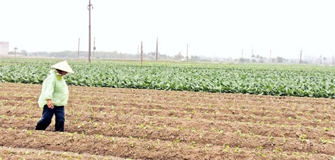 Trồng su hào trái vụ tại xã Tiên Dương, huyện Ðông Anh. 