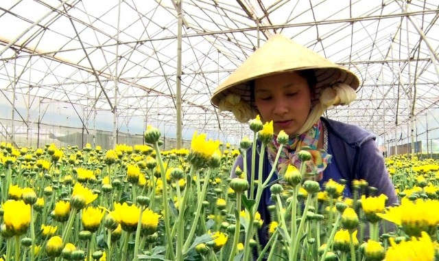 Sản xuất hoa cúc tại làng hoa Thái Phiên, TP Đà Lạt.