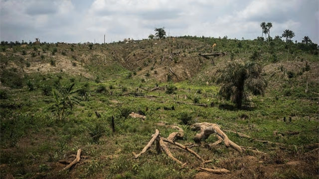 Phá hủy sinh cảnh đang đe dọa sự tồn tại của các loài thực vật.