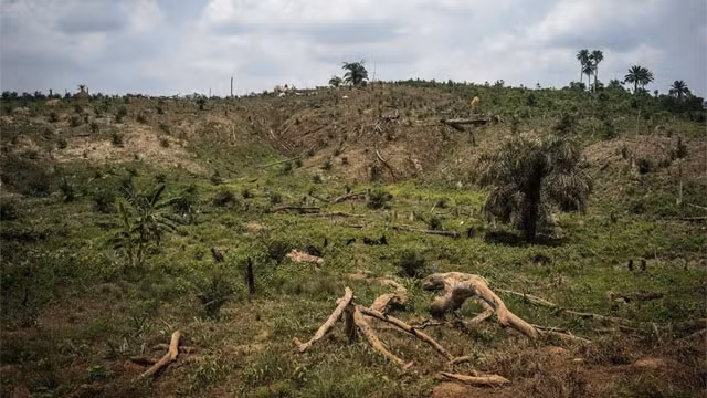 Phá hủy sinh cảnh đang đe dọa sự tồn tại của các loài thực vật.
