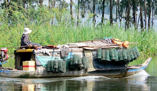 Ghe gác cúm núm của cha con ông Ba "gà nước" ở huyện Đồng Tháp Mười (Đồng Tháp).