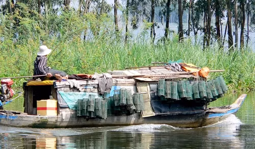 Ghe gác cúm núm của cha con ông Ba "gà nước" ở huyện Đồng Tháp Mười (Đồng Tháp).