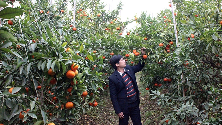 Một vườn cam đường ở Lục Ngạn (Bắc Giang).