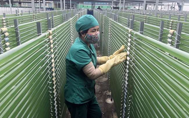 Nuôi tảo xoắn Spirulina trong hệ thống giàn photobioreactor tại Công ty cổ phần Khoa học Xanh Hidumi Pharma.