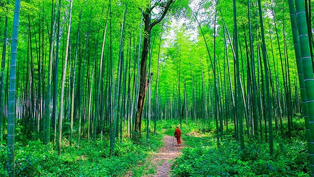 Một rừng tre được khôi phục ở Đông Java. Ảnh: PIXABAY