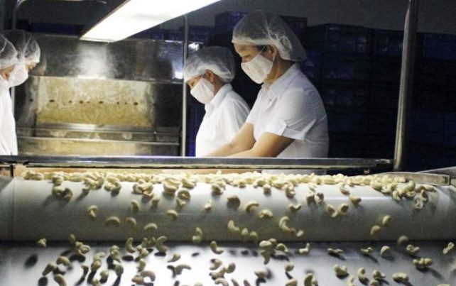 Chế biến hạt điều. (Ảnh minh họa)