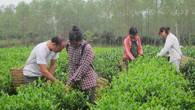 Từ khi chú trọng phát triển cây chè, đời sống người dân xã Xuân Lương và xác xã lân cận đổi thay rõ rệt.