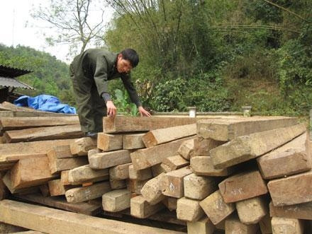 Rừng gỗ nghiến ở xã Cao Sơn, huyện Bạch Thông bị người dân địa phương chặt hạ để làm nhà.