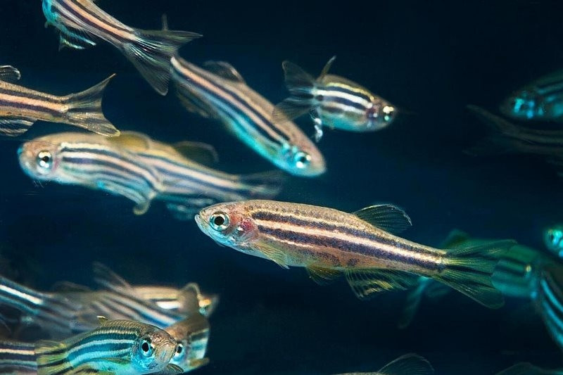 Cá ngựa vằn có khả năng tái tạo lại tim của chúng.