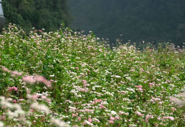  Hà Giang “xuống núi” quảng bá lễ hội hoa tam giác mạch