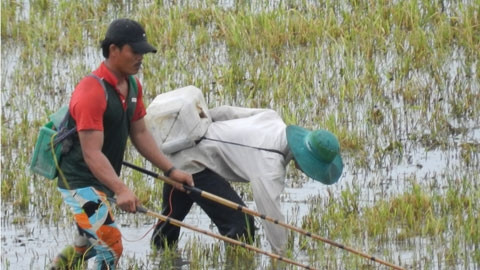  Tình trạng xuyệt cá diễn ra khá phổ biến ở Hậu Giang.
