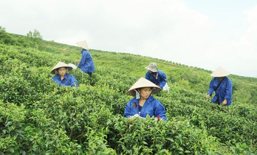 Cây chè ở Phja Oắc - Phja Đén giúp người dân xóa đói, giảm nghèo.