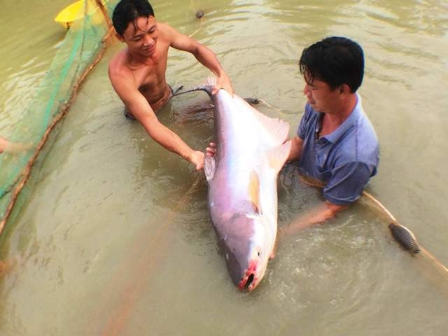 Đây là con cá tra nuôi to lớn nhất huyện Lai Vung, tỉnh Đồng Tháp.