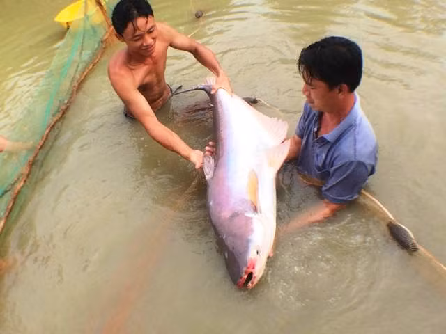 Đây là con cá tra nuôi to lớn nhất huyện Lai Vung, tỉnh Đồng Tháp.