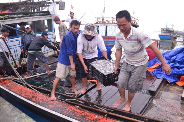 Nhiều tàu đánh bắt hơn năm tấn cá cơm sau mỗi chuyến đi biển.
