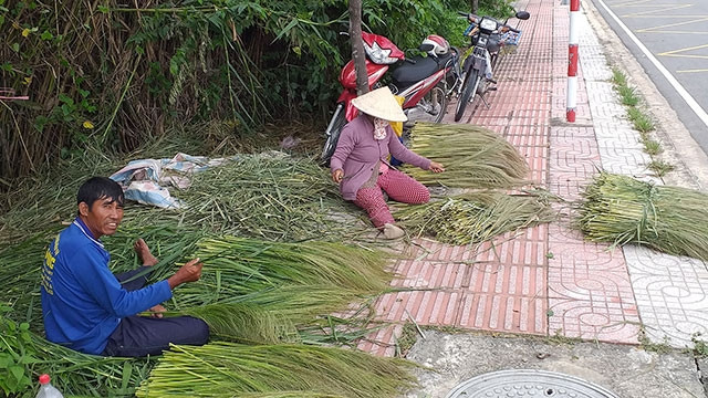 Các thành viên trong nhóm đang bóc tách thu gọn những bông sậy vừa hái được.