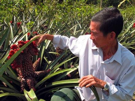 Chăm sóc những cây khóm phụng để cung cấp cho thị trường sản phẩm mẫu mã đẹp, bán được giá.