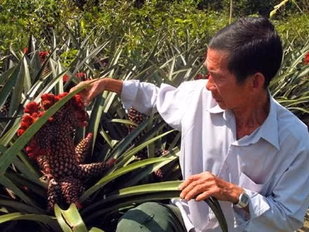 Chăm sóc những cây khóm phụng để cung cấp cho thị trường sản phẩm mẫu mã đẹp, bán được giá.