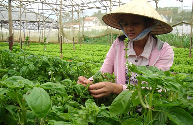 Thu hoạch rau tại Hợp tác xã Xuân Hương (TP Đà Lạt, Lâm Đồng).