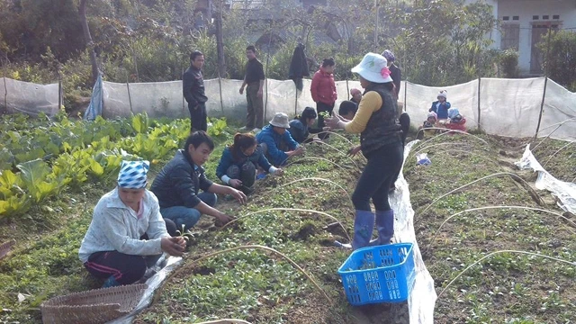 Người dân nhận cây giống a-ti-sô tại vườn ươm của Hợp tác xã Nà Chang.