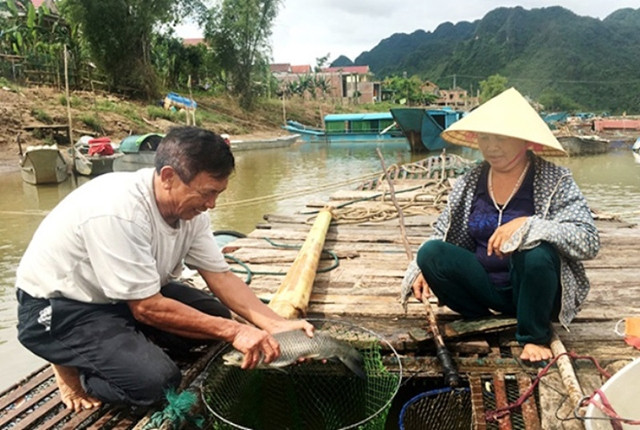 Nghề nuôi cá lồng trên sông Son của người dân xã Sơn Trạch, huyện Bố Trạch (Quảng Bình) cho thu nhập khá cao.