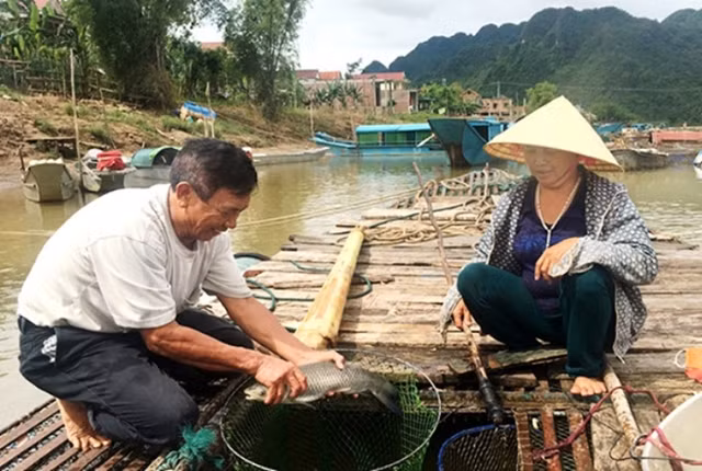 Nghề nuôi cá lồng trên sông Son của người dân xã Sơn Trạch, huyện Bố Trạch (Quảng Bình) cho thu nhập khá cao.