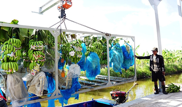 Vận chuyển chuối từ vườn vào nhà xưởng sơ chế ở trang trại của ông Châu Quốc Khải.