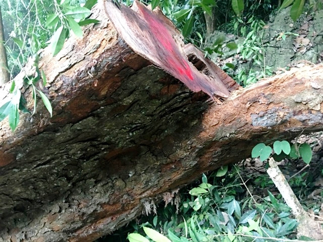 Gỗ nghiến bị chặt hạ trái phép ở rừng đặc dụng Phong Quang.