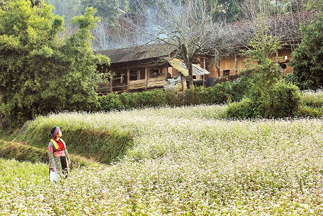 Tam giác mạch đang mang đến sức quyến rũ mới cho cao nguyên đá Hà Giang.