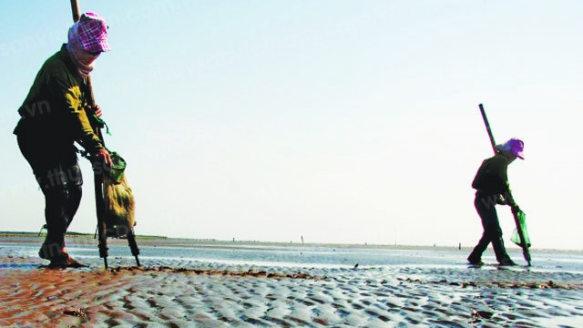 Những người phụ nữ cào ngao có mặt trên bãi biển từ sớm. Ảnh tư liệu