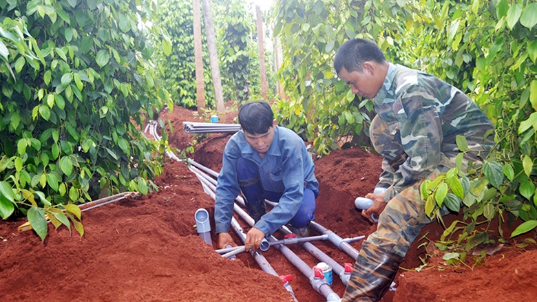 Người dân ở xã Ia Dơk, huyện Ðức Cơ (Gia Lai) lắp đặt hệ thống tưới tiết kiệm cho cây hồ tiêu. Ảnh: LÊ NAM