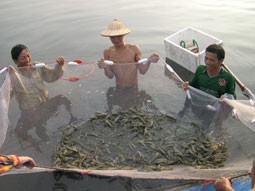 Nuôi tôm sú ở ĐBSCL: NHững thay đổi cần thiết