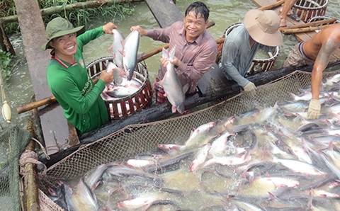 Mối lo về cá tra, cá ba sa xuất khẩu khi Bộ Nông nghiệp Mỹ thông báo triển khai giám sát các loại cá da trơn. Ảnh: ĐỨC VỊNH