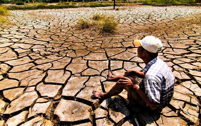 Nông dân Kiên Giang phải gồng mình mới vượt qua cơn hạn mặn lịch sử.