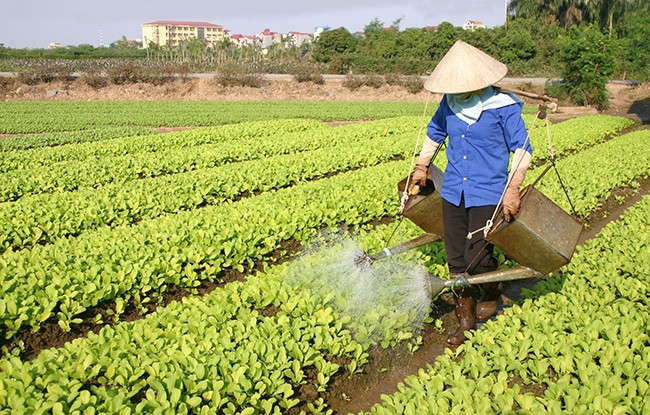 Nông dân phường Tây Tựu, quận Bắc Từ Liêm (Hà Nội) chăm sóc vườn rau an toàn. Ảnh: NGUYỄN ĐĂNG