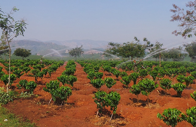 Anh Đỗ Huy Thìn đang tưới vườn cà-phê của gia đình mình.