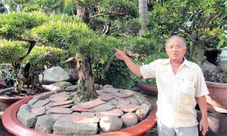 Cây cổ Vạn Niên Tùng được nghệ nhân Tám Thọ chăm sóc nhiều năm qua.