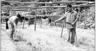 Chăm sóc vườn ươm.